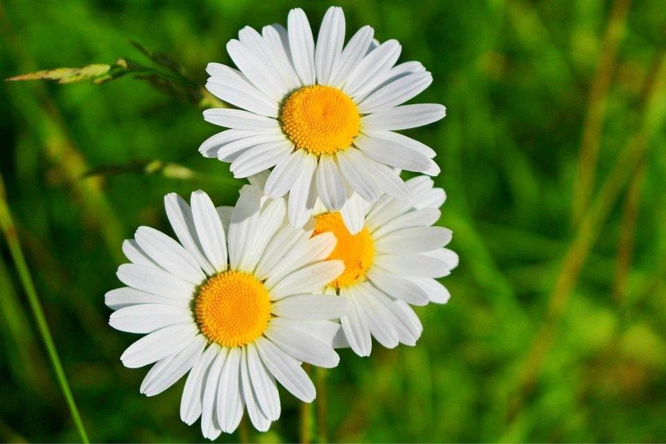 preciosas las margaritas unas flores muy conocidas por la gente y la verdad que al quien le guste las flores ahi estan preciosas - Fotos De Flores Preciosas preciosas las margaritas unas flores muy conocidas por la gente y la verdad que al quien le guste las flores ahi estan preciosas - Fotos De Flores Preciosas