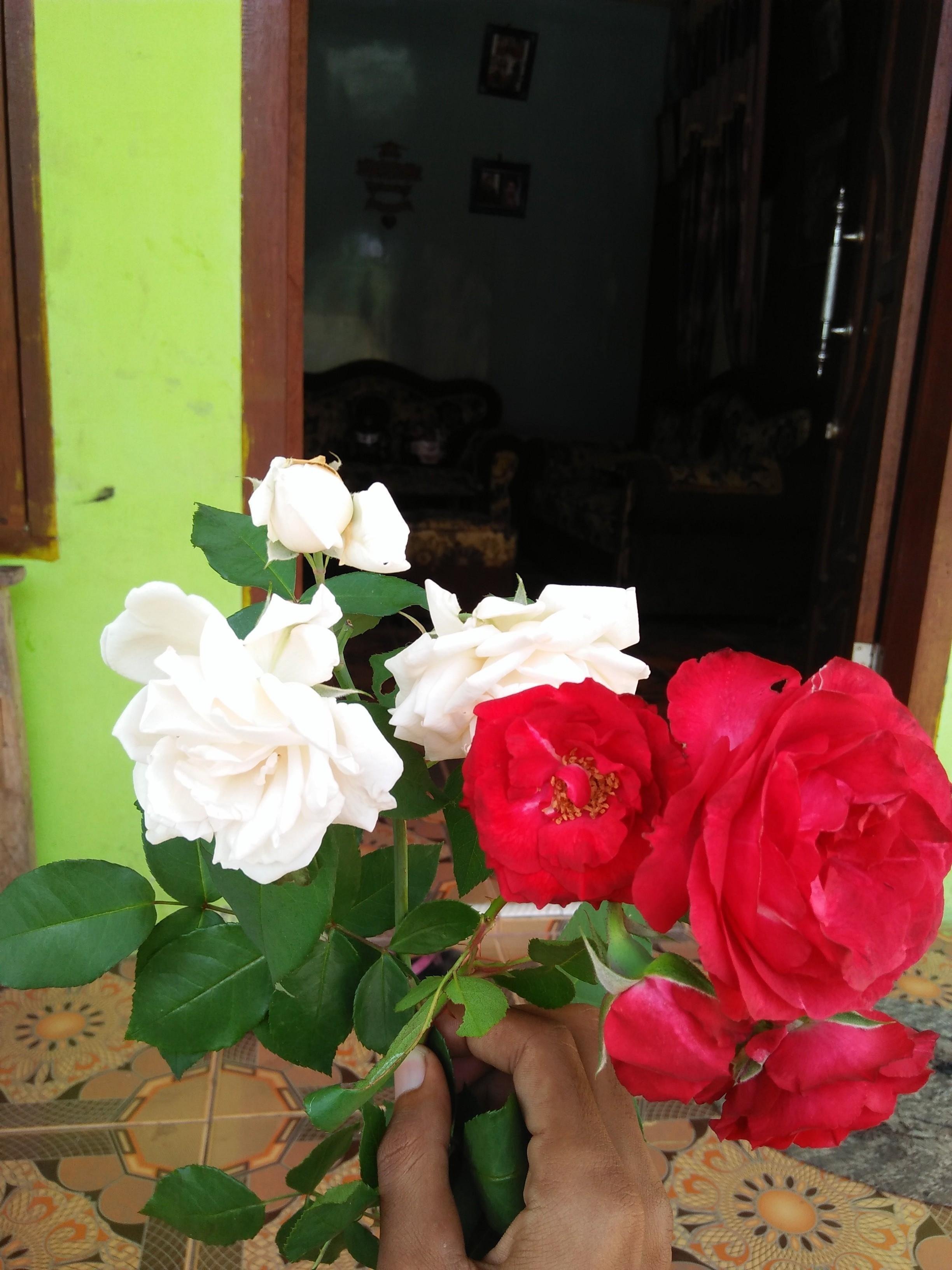 Tiga Jenis Bunga Mawar Yang Bikin Jatuh Cinta Steemkr