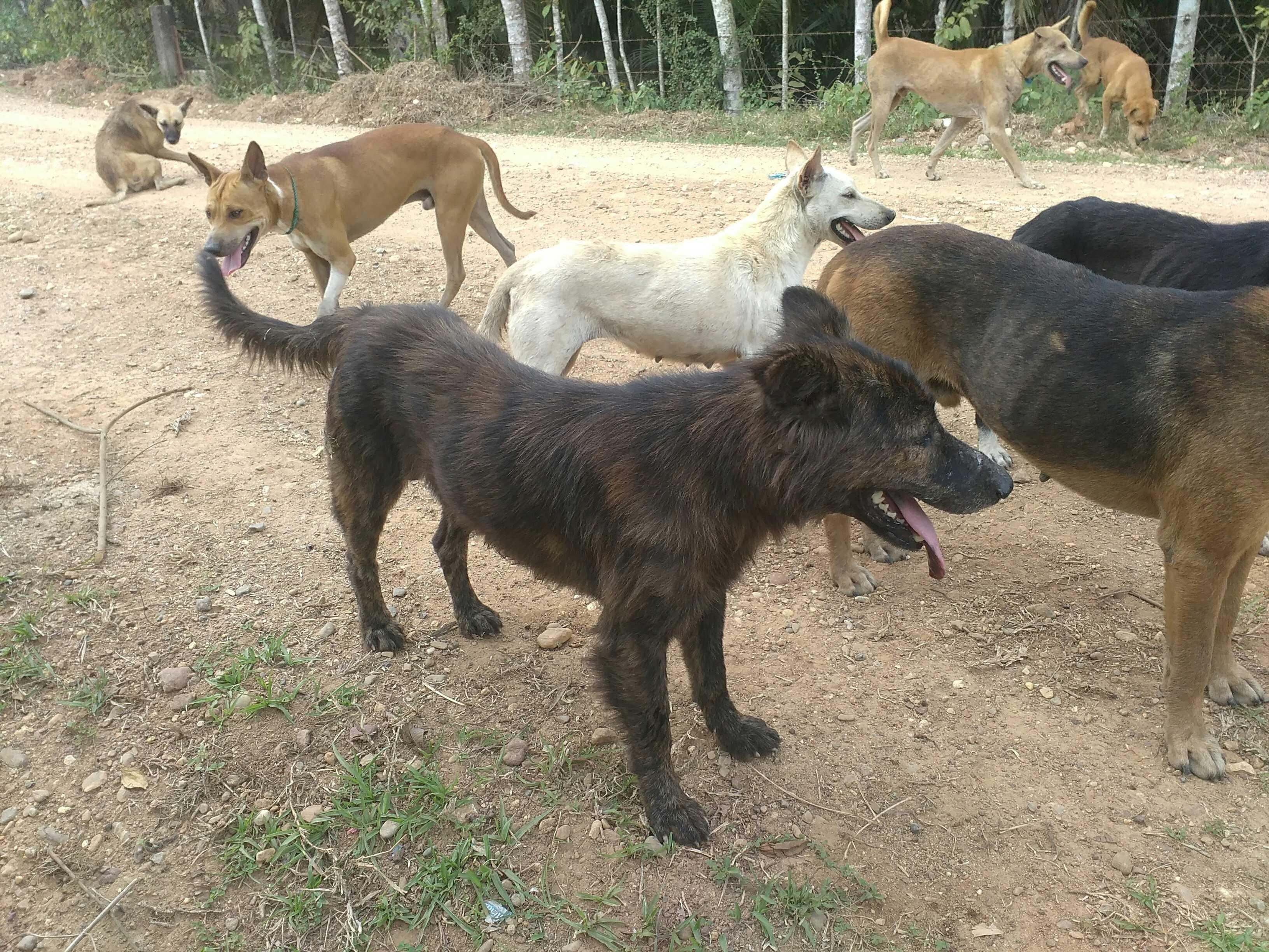 Anjing Terlatih Steemkr