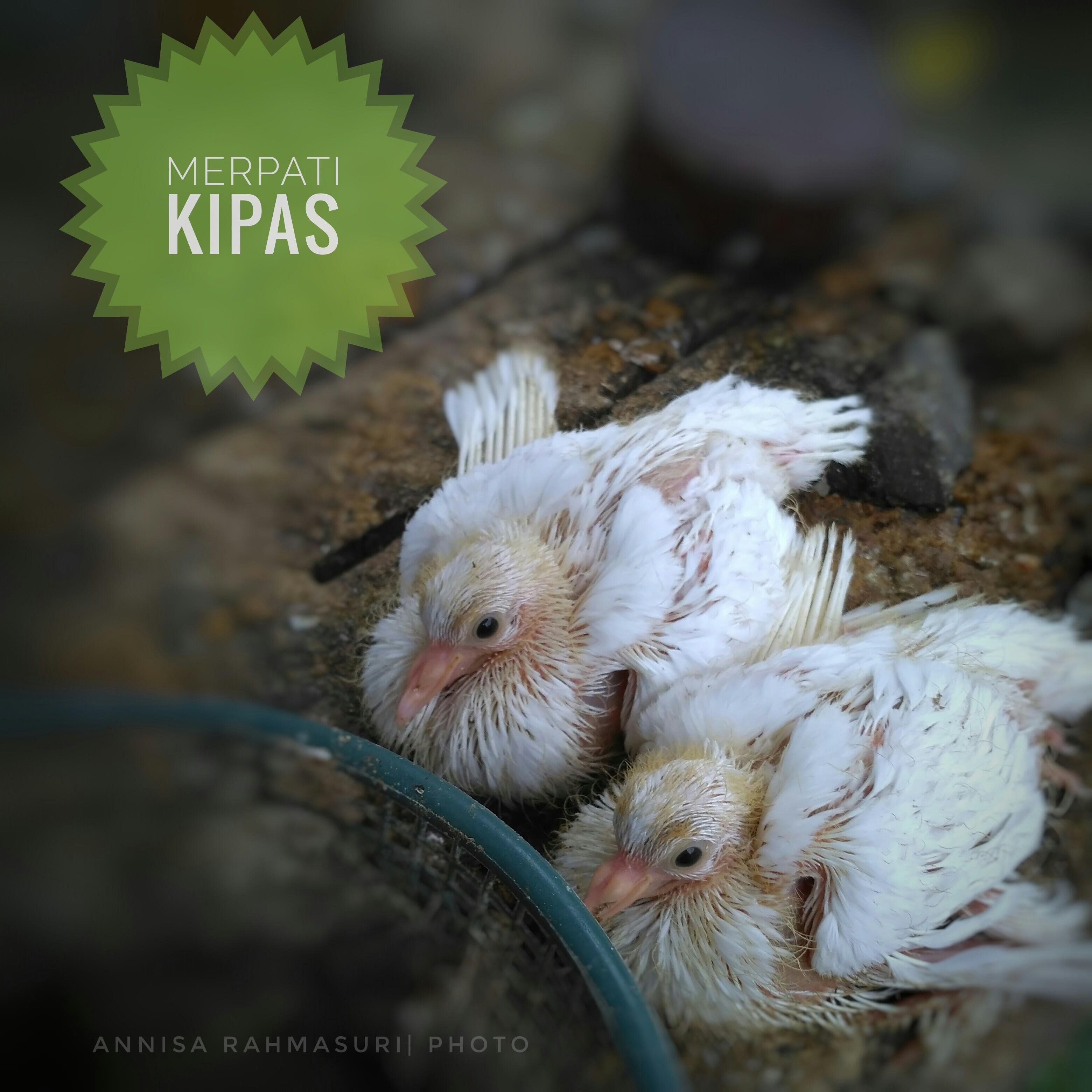 24+ Burung merpati kipas terupdate