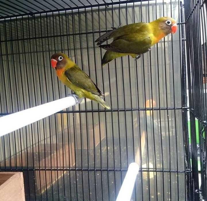 Love Bird Is Beautiful Animalphotography Steempeak