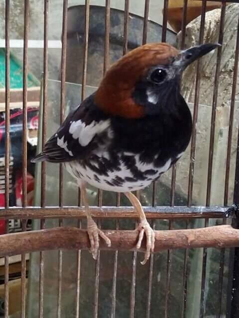 Burung Anis Kembang Steemkr