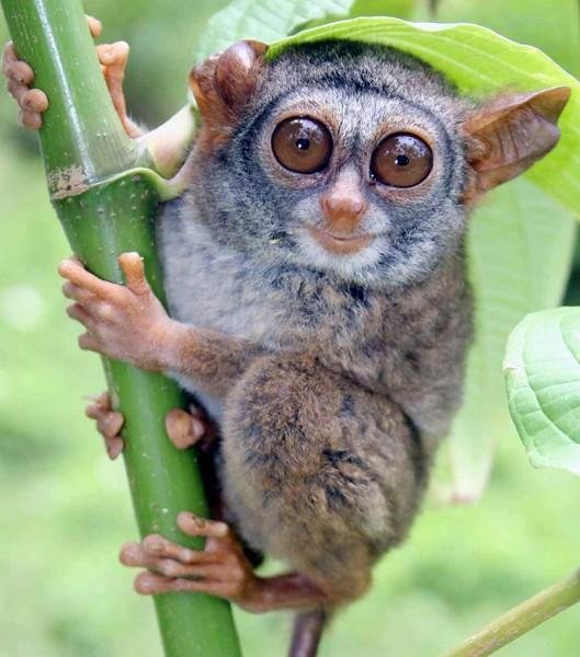 Tarsius Tumpara Satwa Endemik Dari Sulawesi Tumpara Tarsier