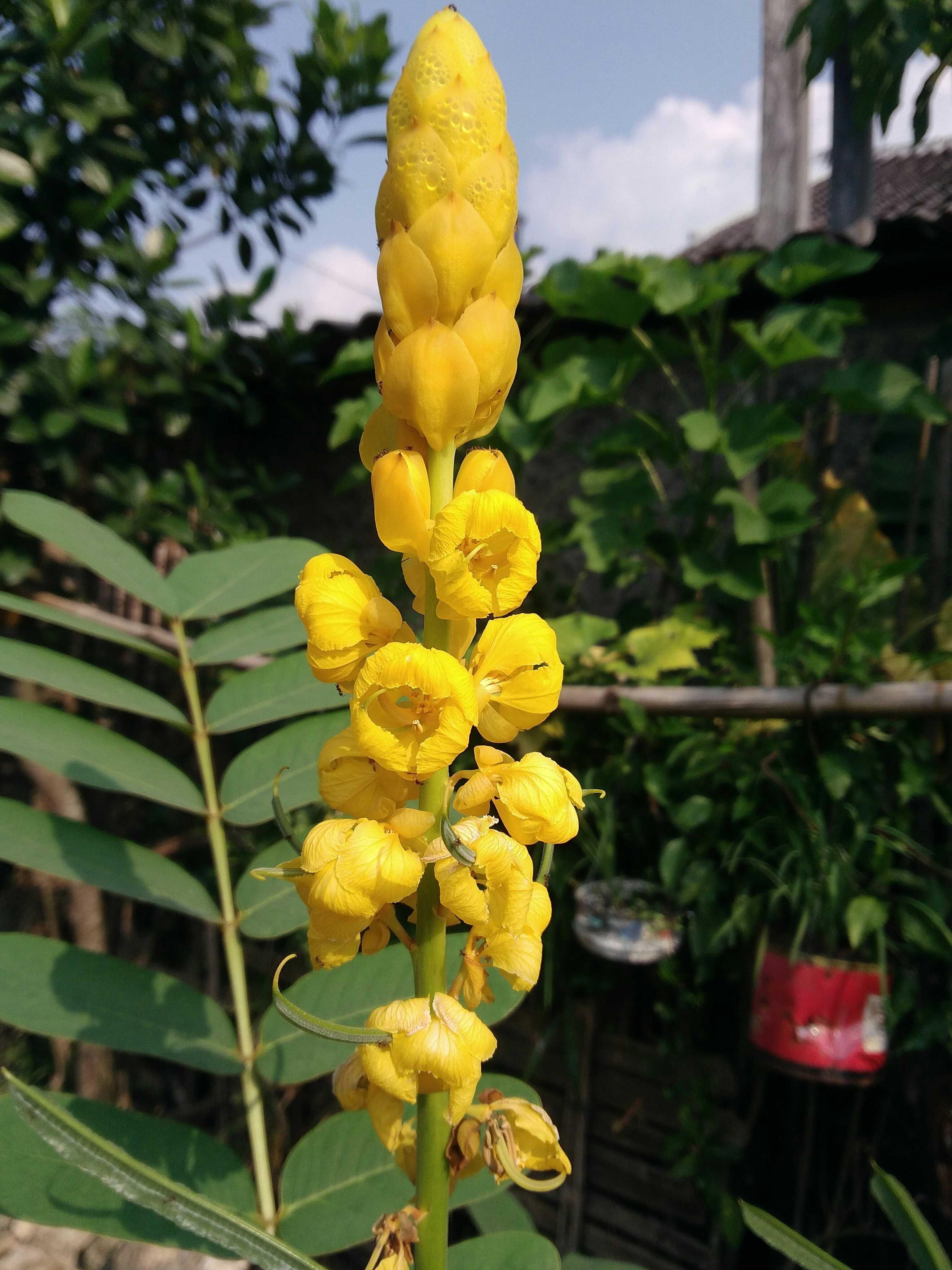 Bunga Kuning Yang Indah Beautiful Yellow Flowers Partiko