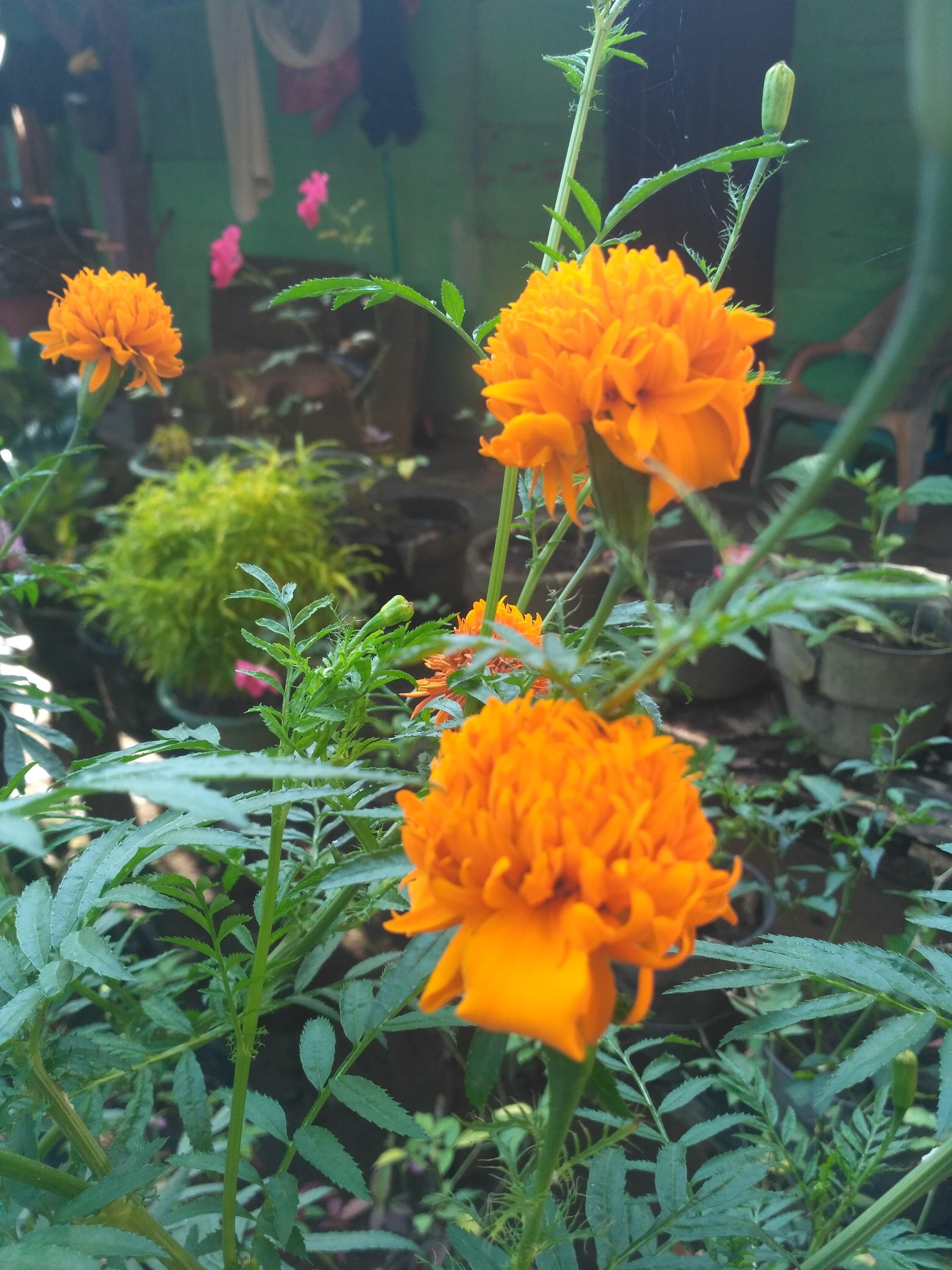 Manfaat Bunga Tahi Ayam Tagetes Benefits Of Chicken Dung Flowers Tagetes Steemkr