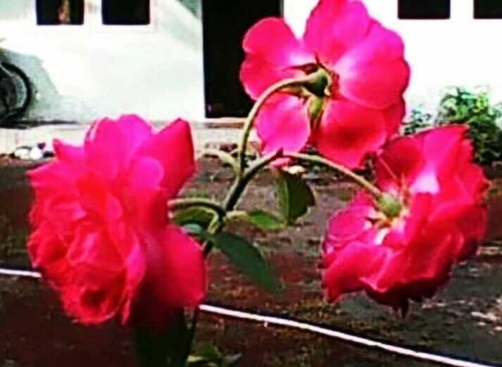 Foto Bunga  Mawar Yg Cantik Kumpulan Gambar Bunga 