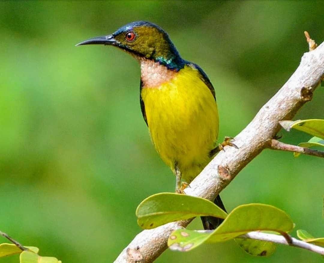 Simungil Cantik Burung Madu Kelapa Esteem