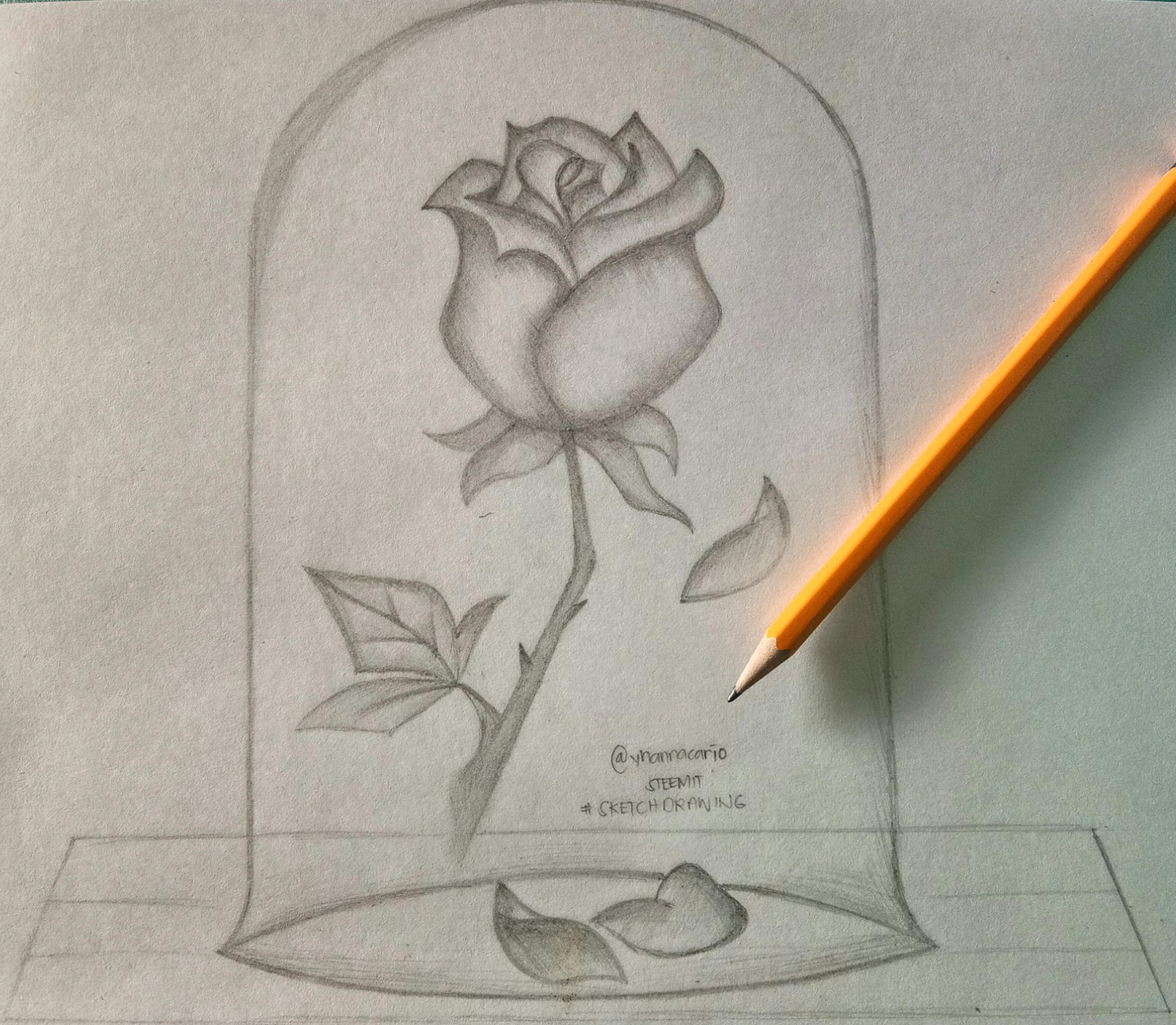 Beauty And The Beast Rose Drawing Drawing Art Ideas