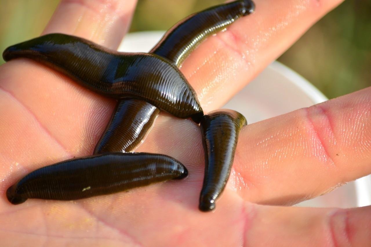 How to put leeches 60 How to put leeches 48