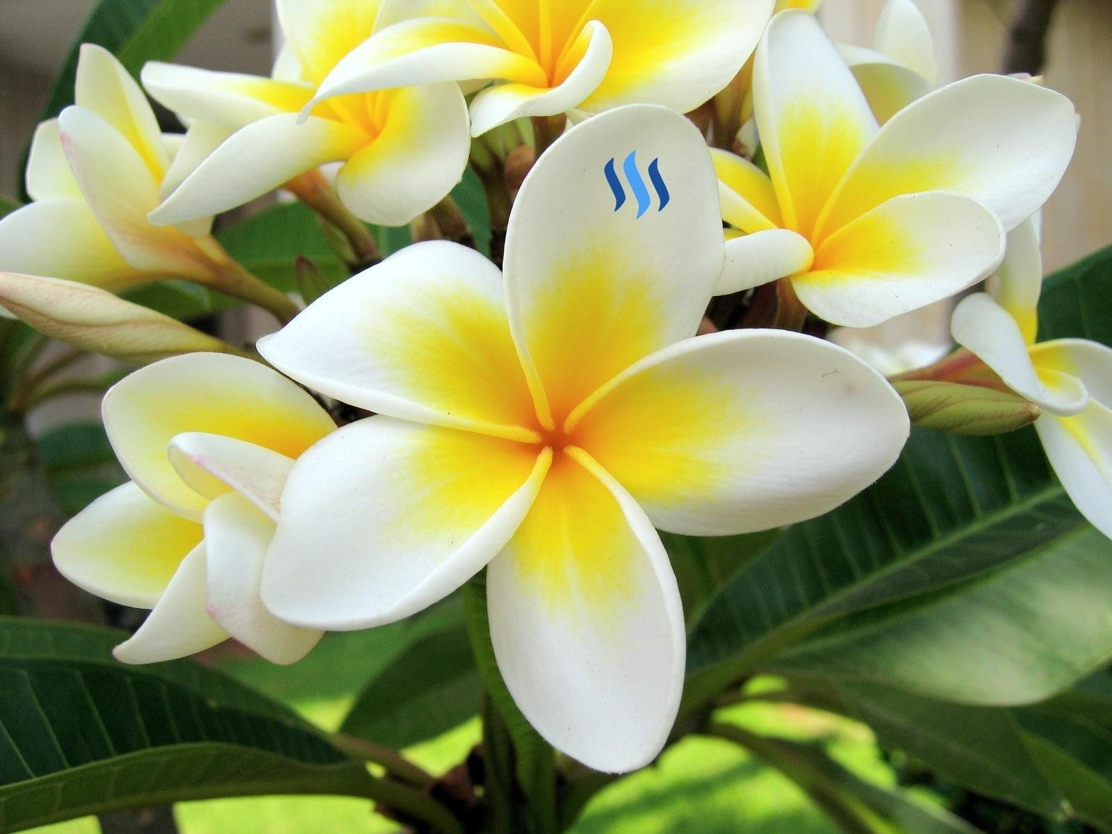The White Frangipani Flowers Bunga Kamboja Putih