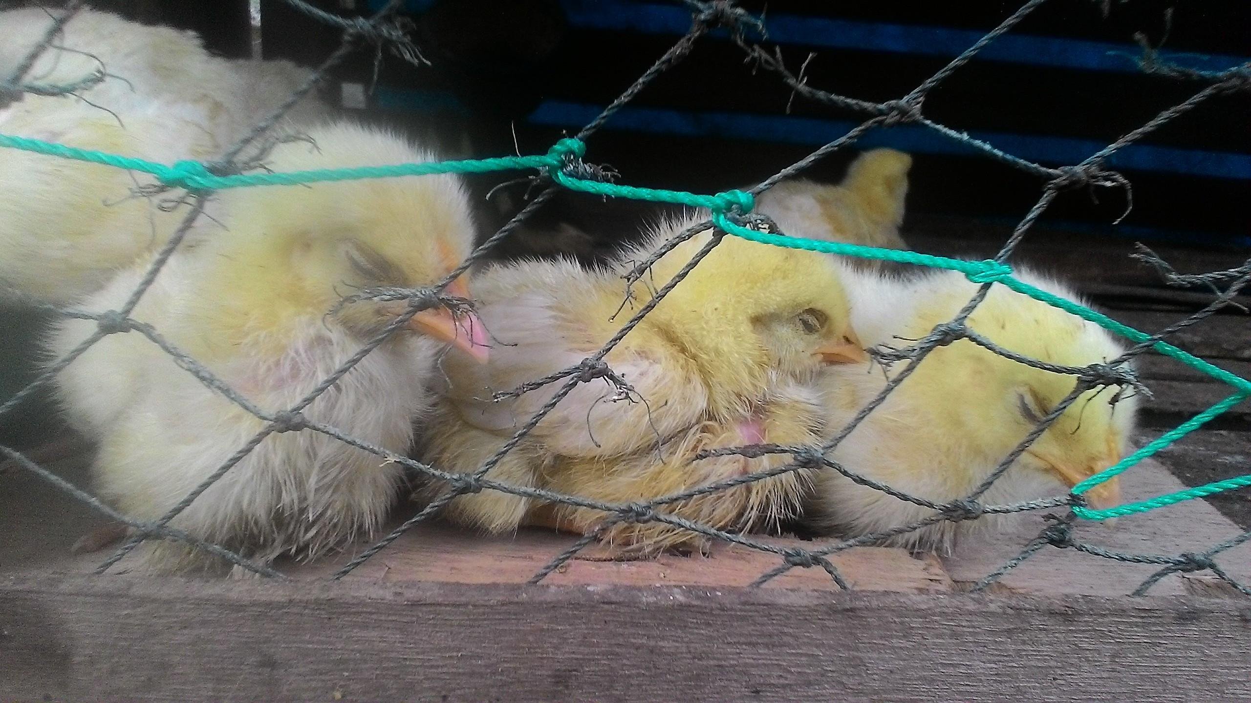 Cara Mudah Budidaya Ayam Potong Skala Kecil Dengan Keuntungan