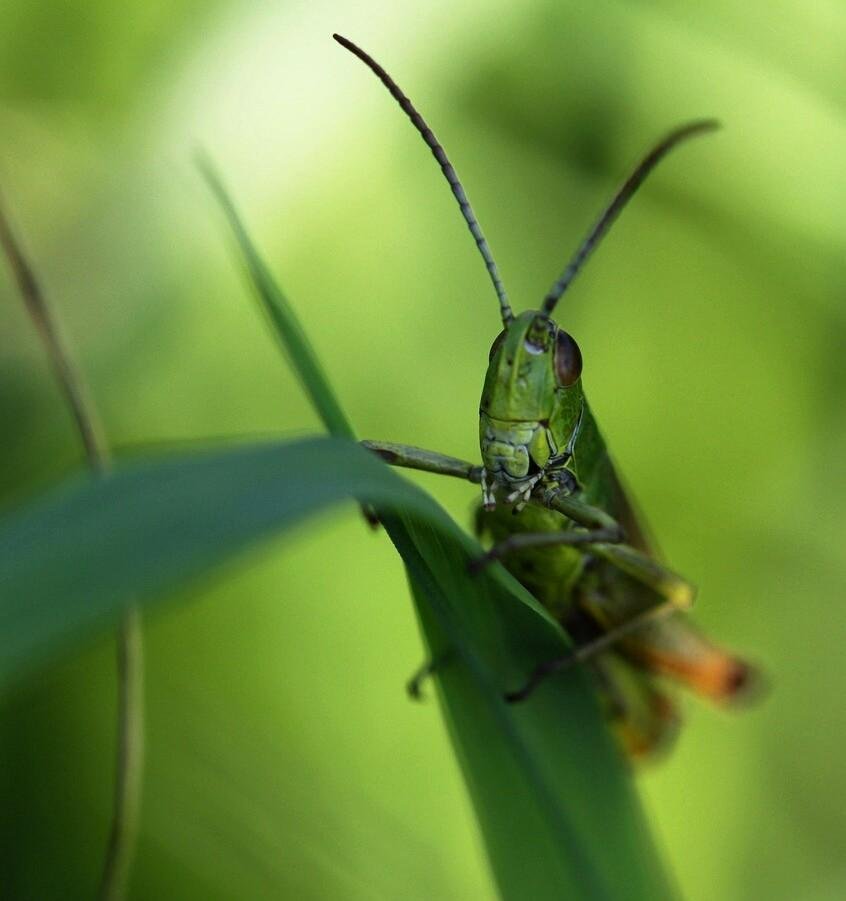 macrophotography