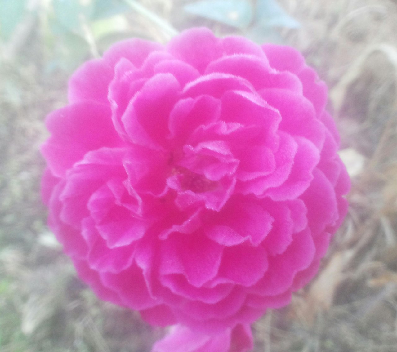 Koleksi Edisi Bunga Pink Pink Flowers Edition Collection