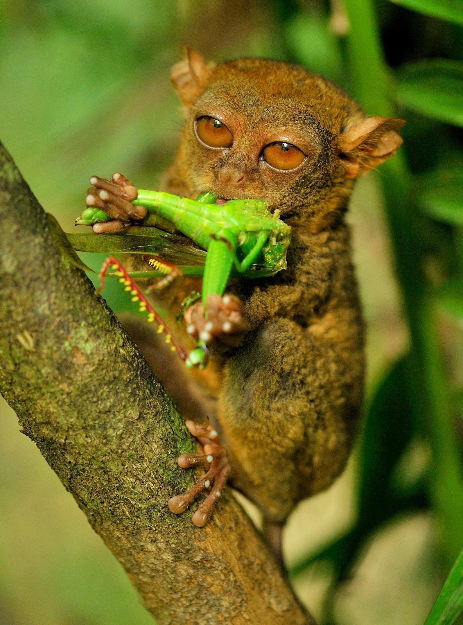 Tarsius Tumpara Satwa Endemik Dari Sulawesi Tumpara Tarsier