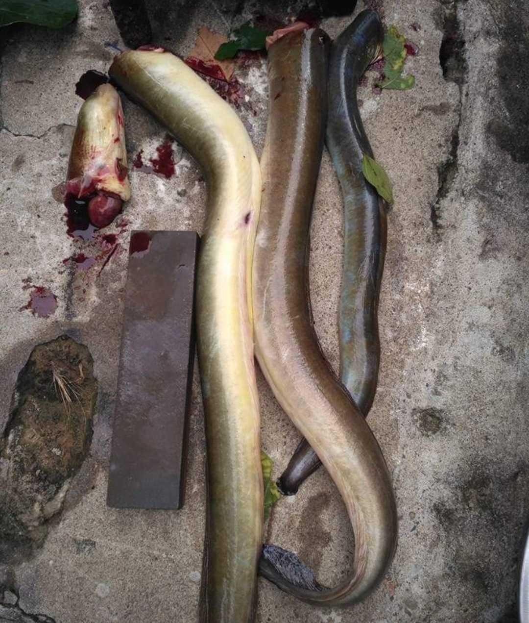 Belut Yang Hidup Di Air Tawar Steemkr
