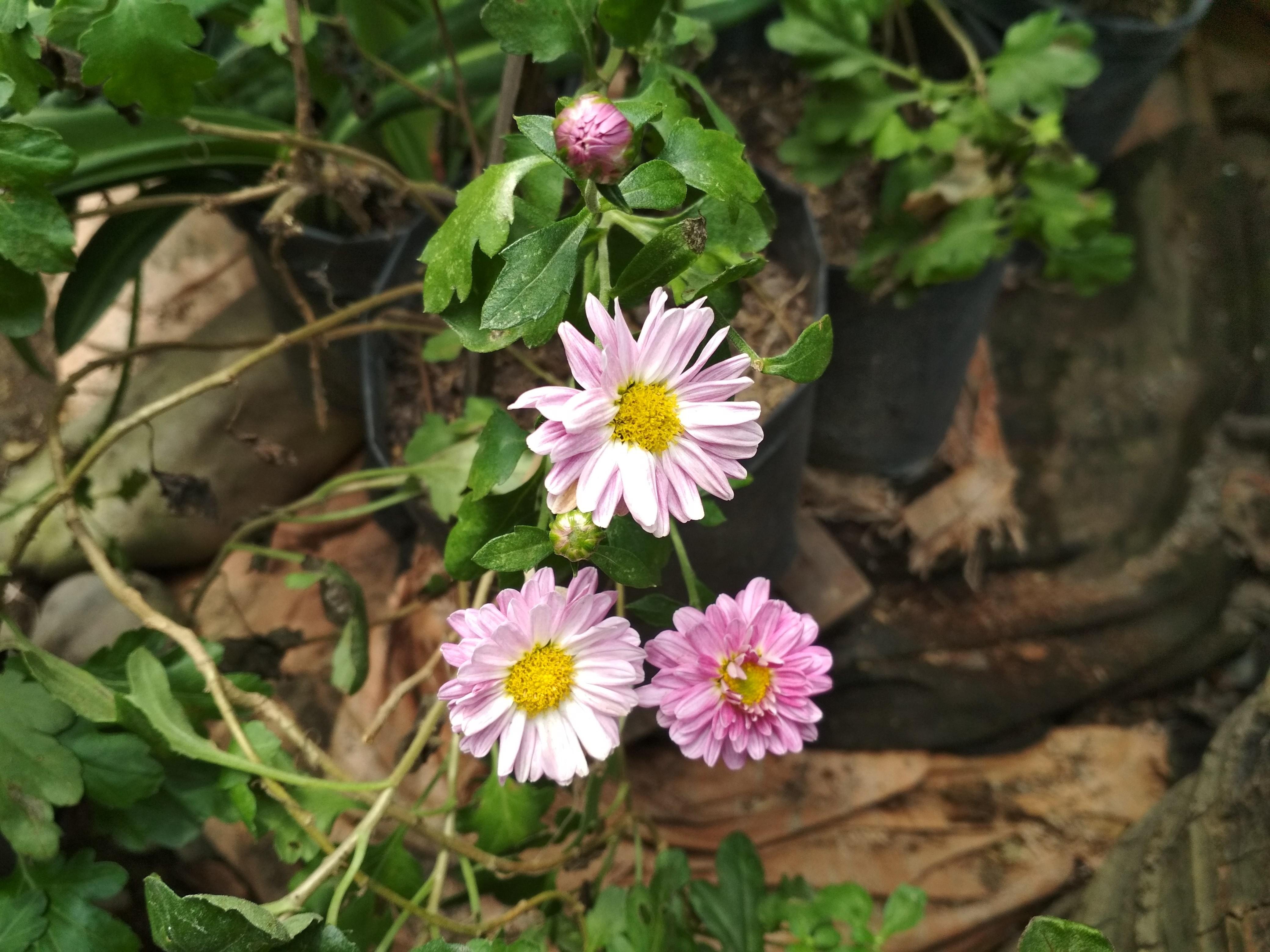  Paling  Bagus  10 Bunga  Dahlia Yang  Gambar  Bunga  Indah