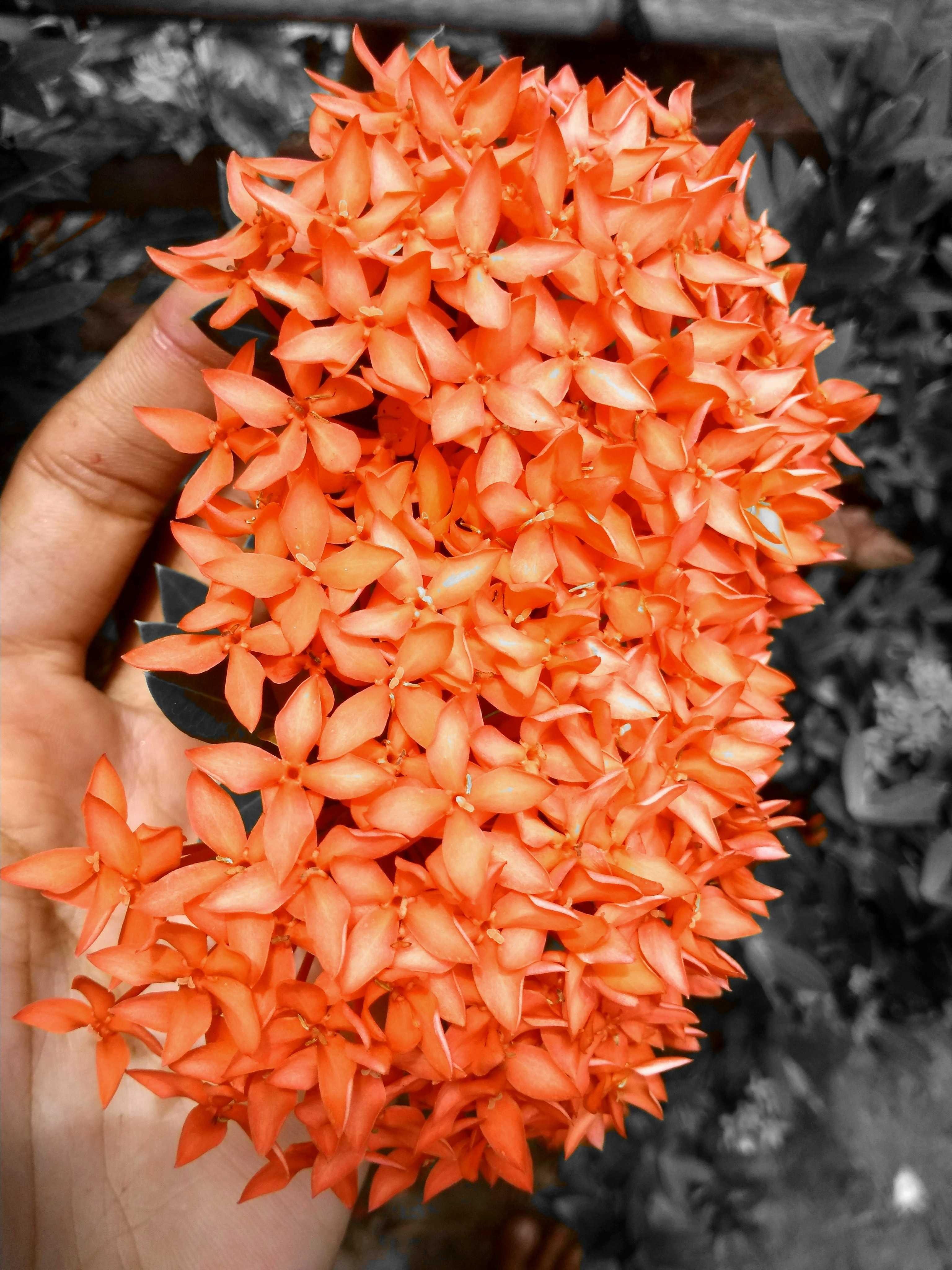 Gambar Bunga Warna Oren - Gambar Bagian Tumbuhan