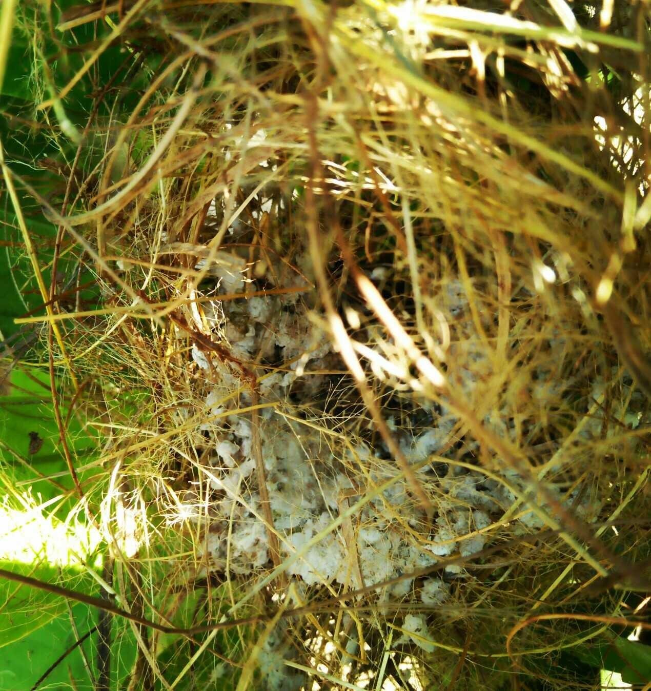  50 Sketsa Gambar  Padi Burung  Pipit  Gudangsket