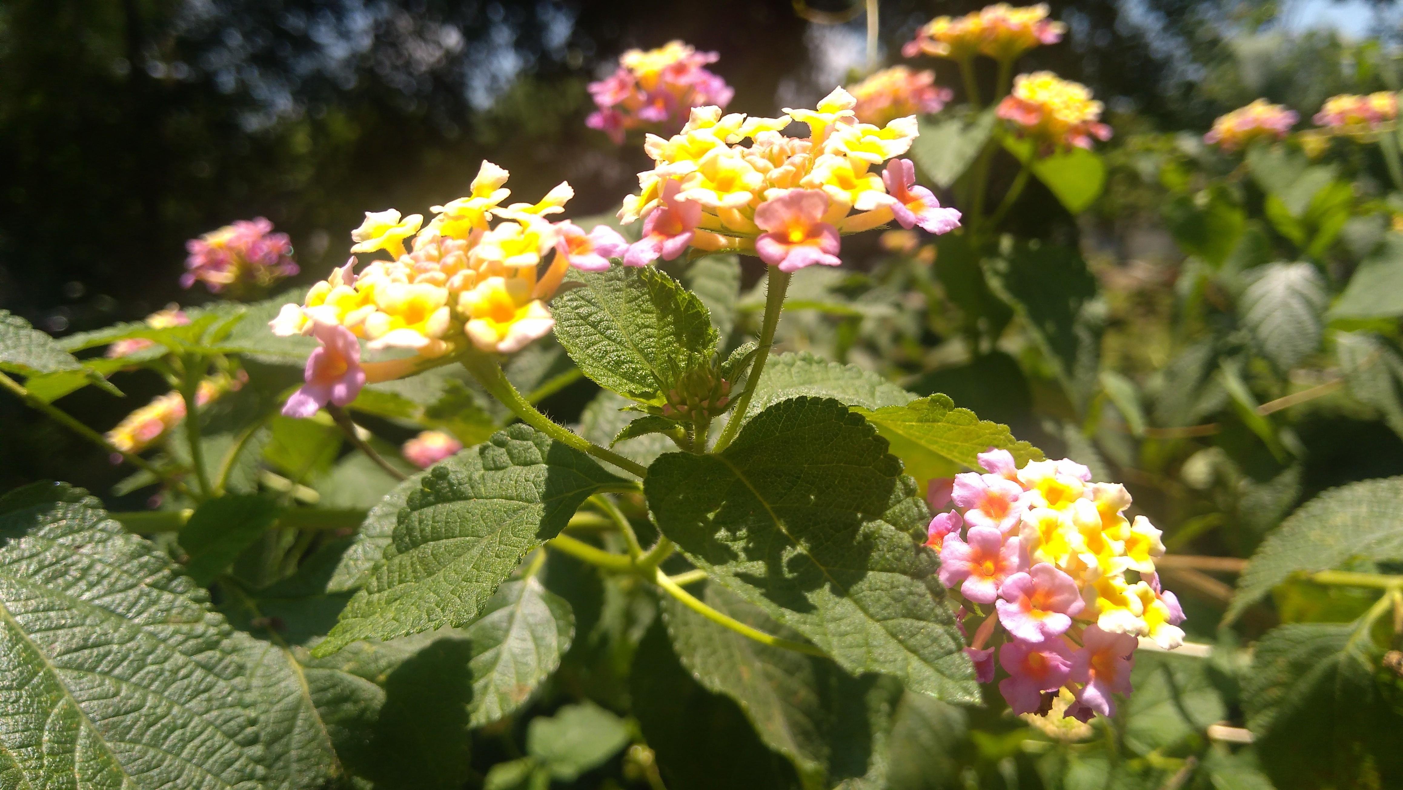 I M Falling In Love Taking Pictures Of Wild Flowers Saya Jatuh Cinta Memotret Bunga Liar Steemkr