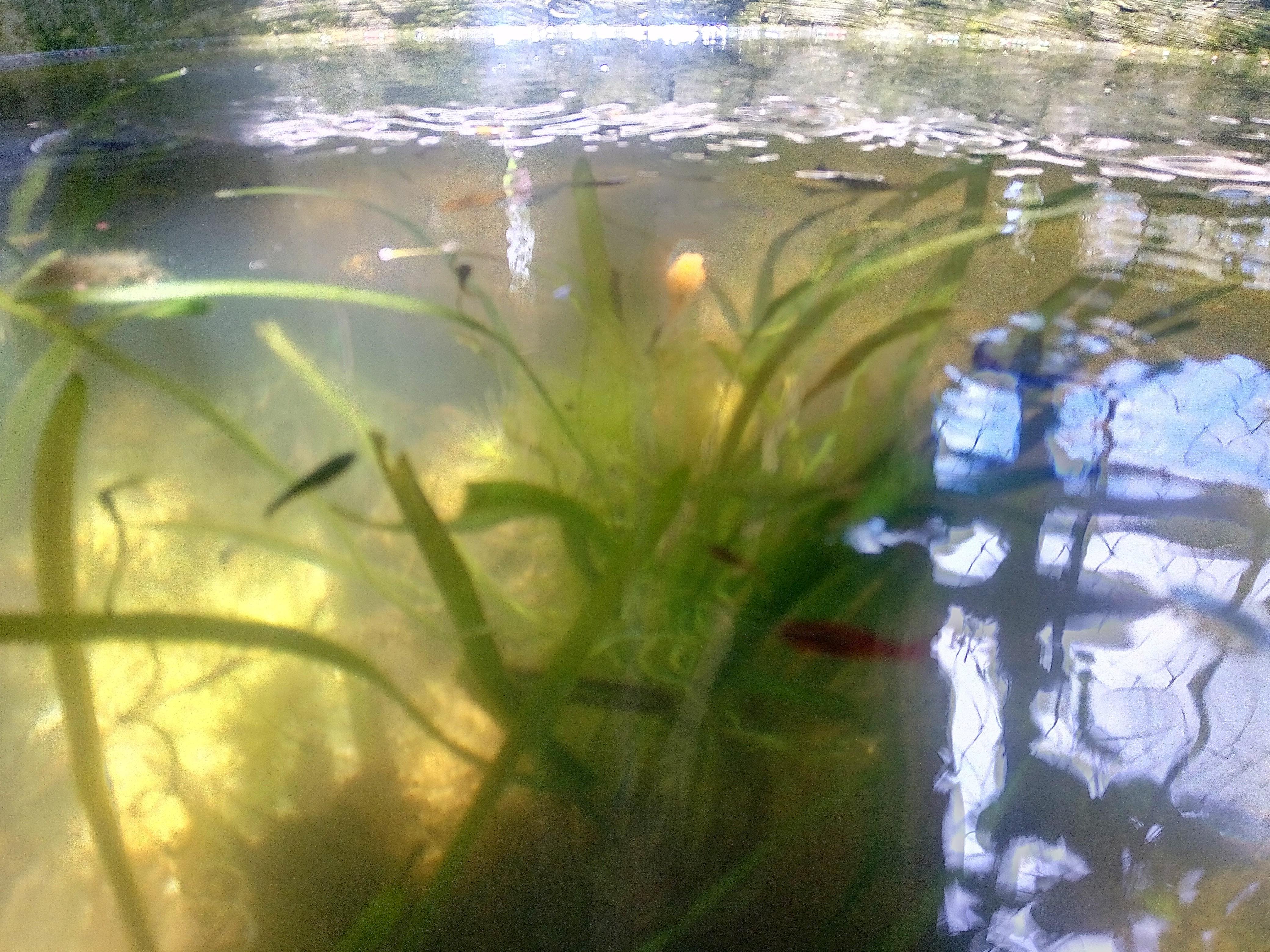 Ornamental Fish In A Small Pond Ikan Hias Dikolam Kecil