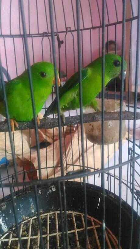 Burung Serindit