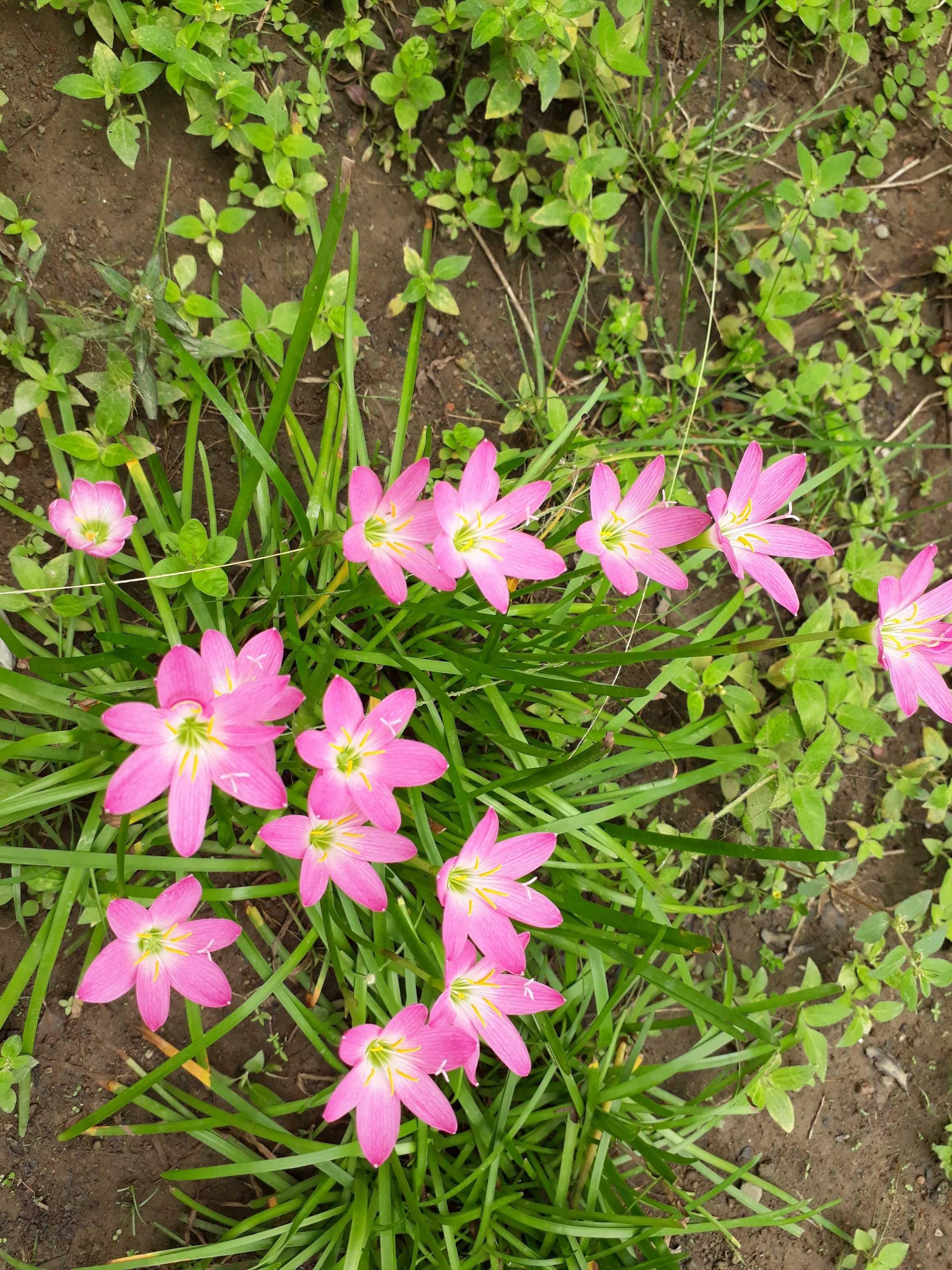 Paling Keren 19 Gambar Bunga  Yg Bagus  Dan Indah Gambar 