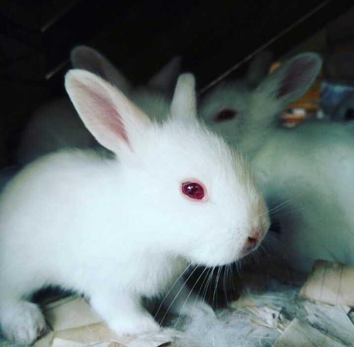 Kelinci Rabbit Steemkr