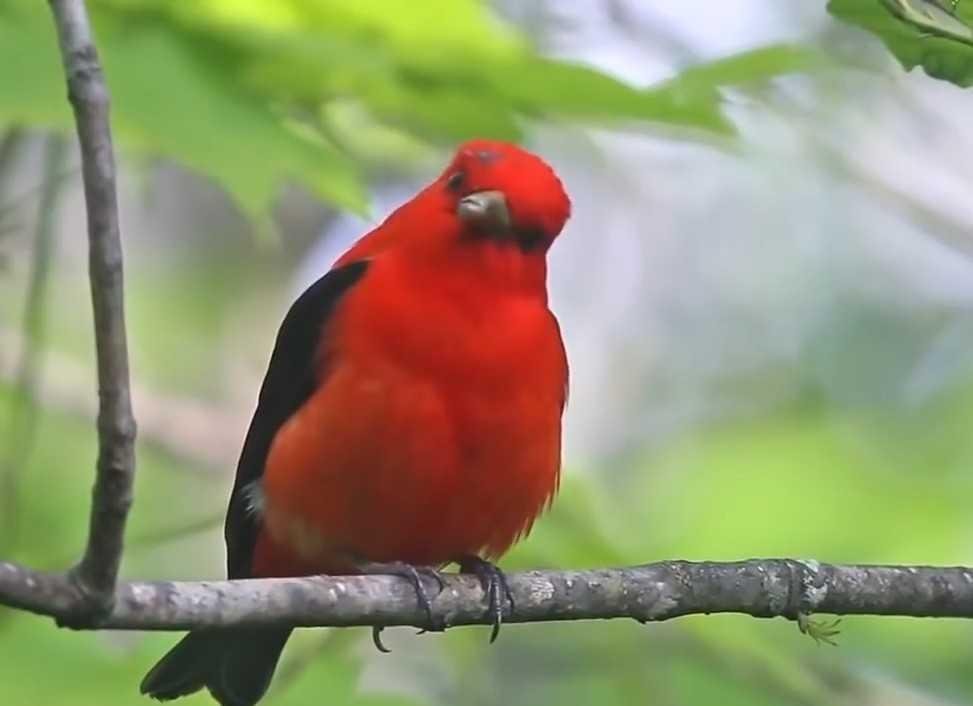 Burung Termahal Termahal Didunia Steempeak