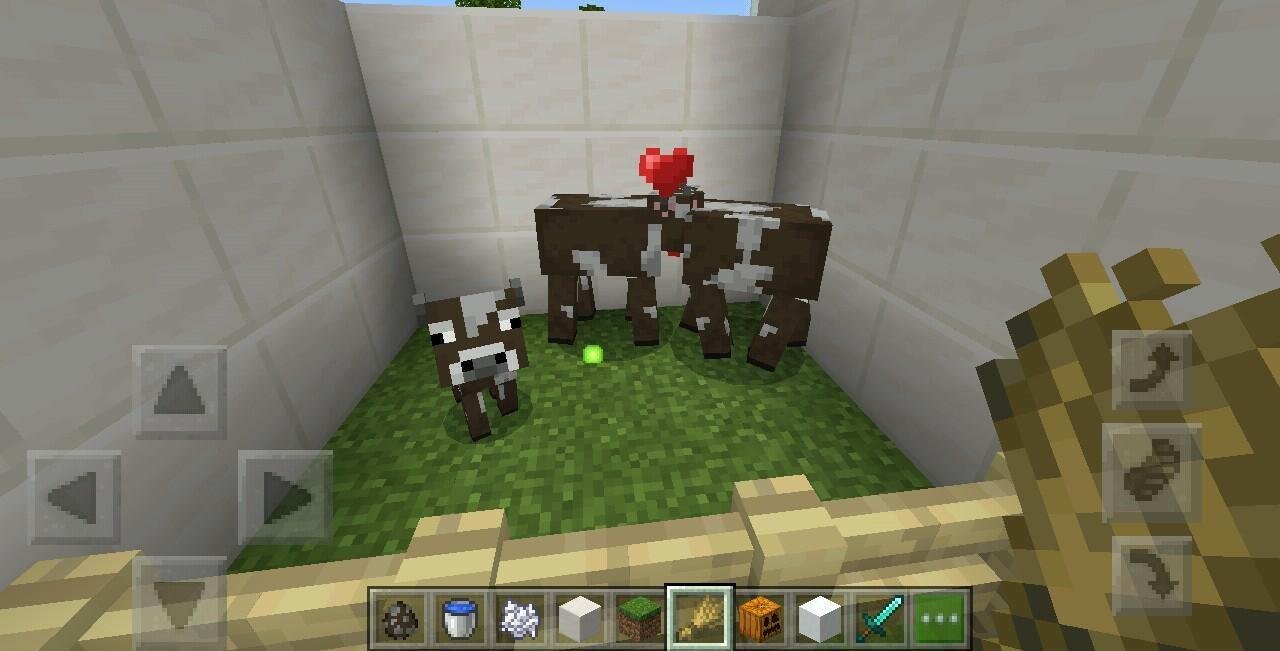 How To Feed A Baby Cow In Minecraft All About Cow Photos