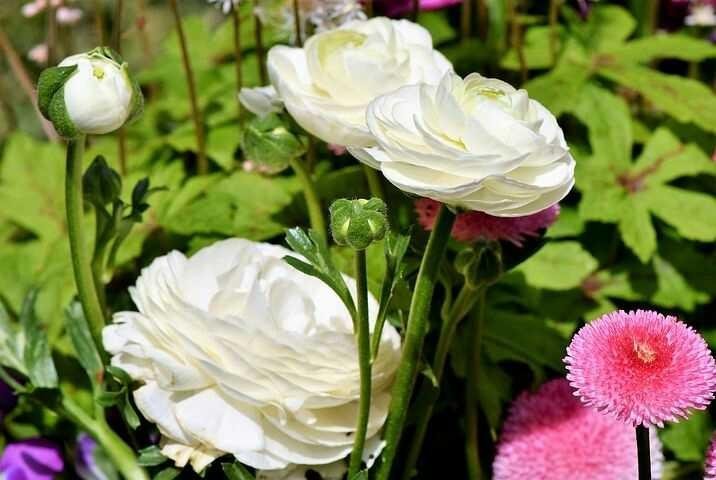 27 Gambar Bunga Mawar Putih Yang Indah  Gambar  Bunga  Indah 