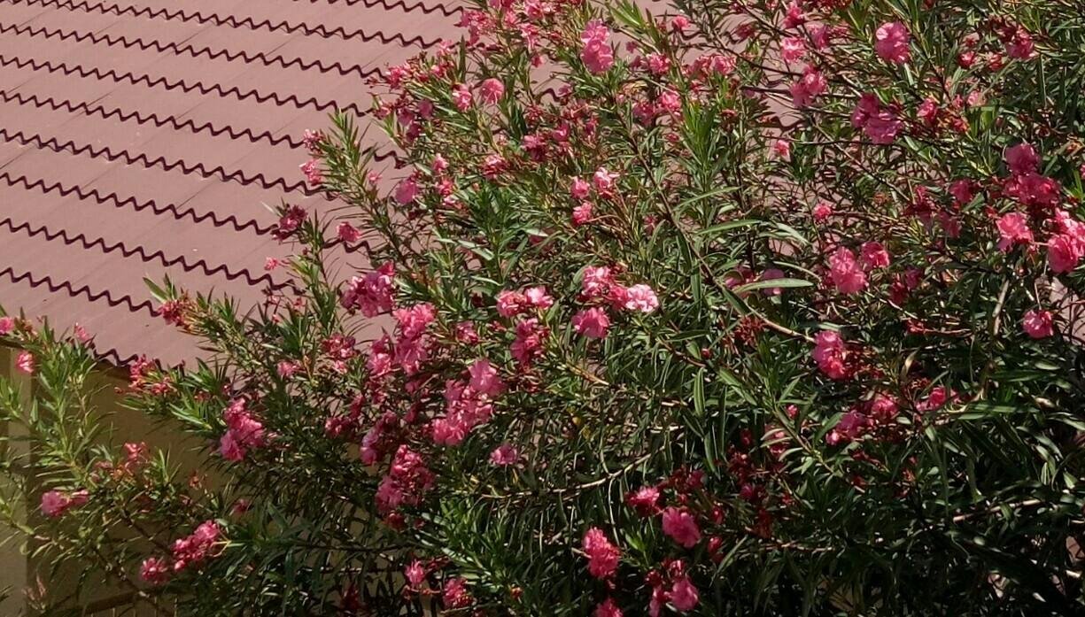  Gambar Bunga Oleander  Pickini