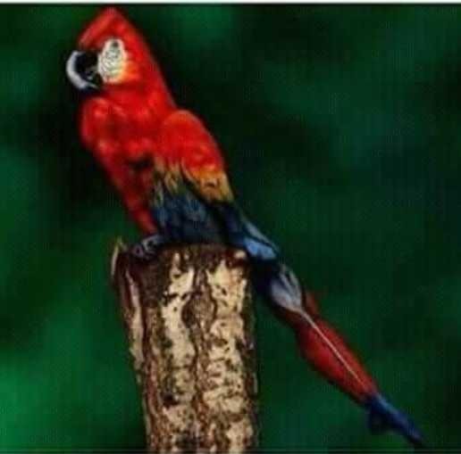 46+ Burung nuri merah hitam terbaru