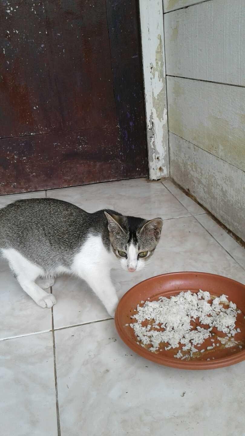 Memelihara Kucing Kampung Steemkr