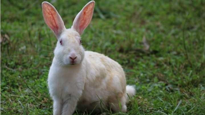 Kelinci Adalah Hewan Yang Lucu Dan Sangat Suka Sama Sayuranterutama Wartelkangkungrumput Dan Lainlain Sebagainya Kelinci Juga Sangat Rakus Terhadap Kelinci Adalah Hewan Yang Lucu Dan Sangat Suka Sama Sayuranterutama Wartelkangkungrumput Dan Lainlain Sebagainya Kelinci Juga Sangat Rakus Terhadap