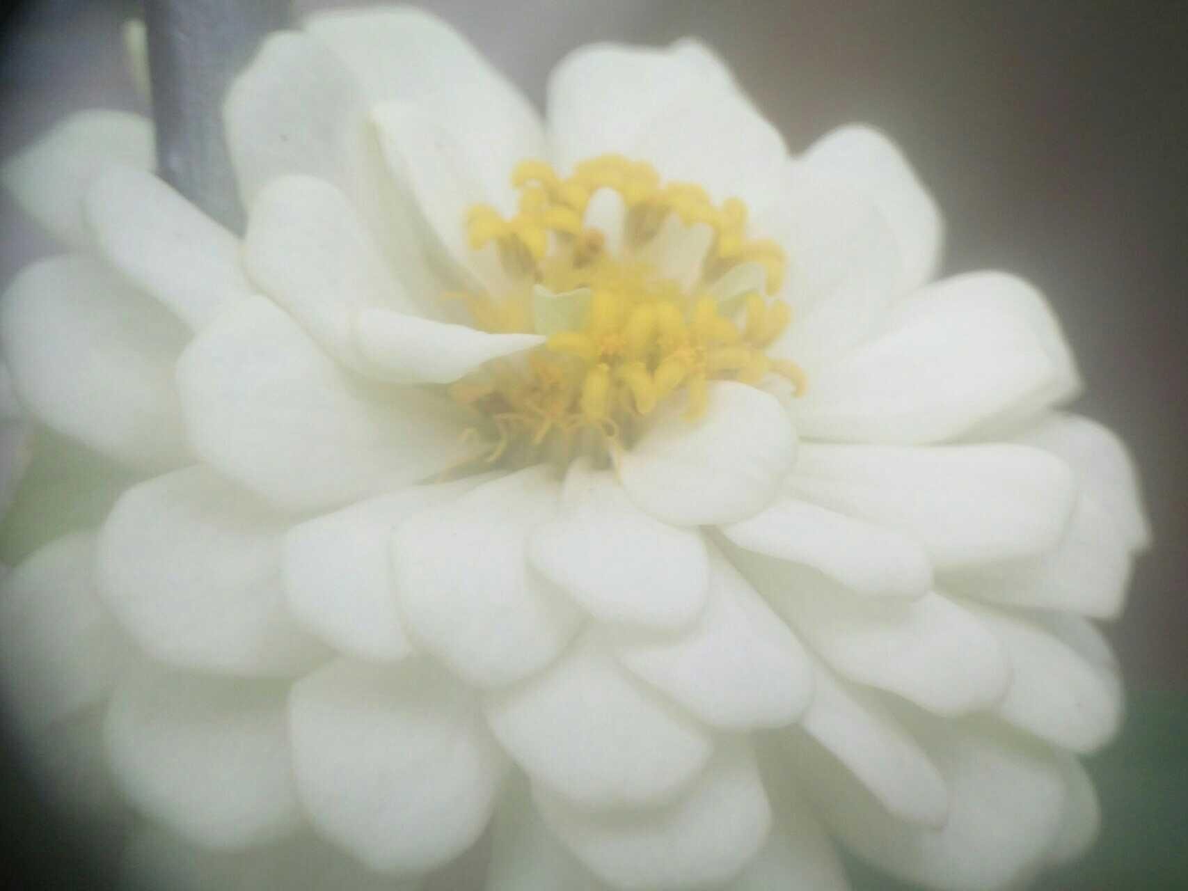 Menakjubkan 12 Gambar Bunga Berwarna Putih Gambar Bunga Hd