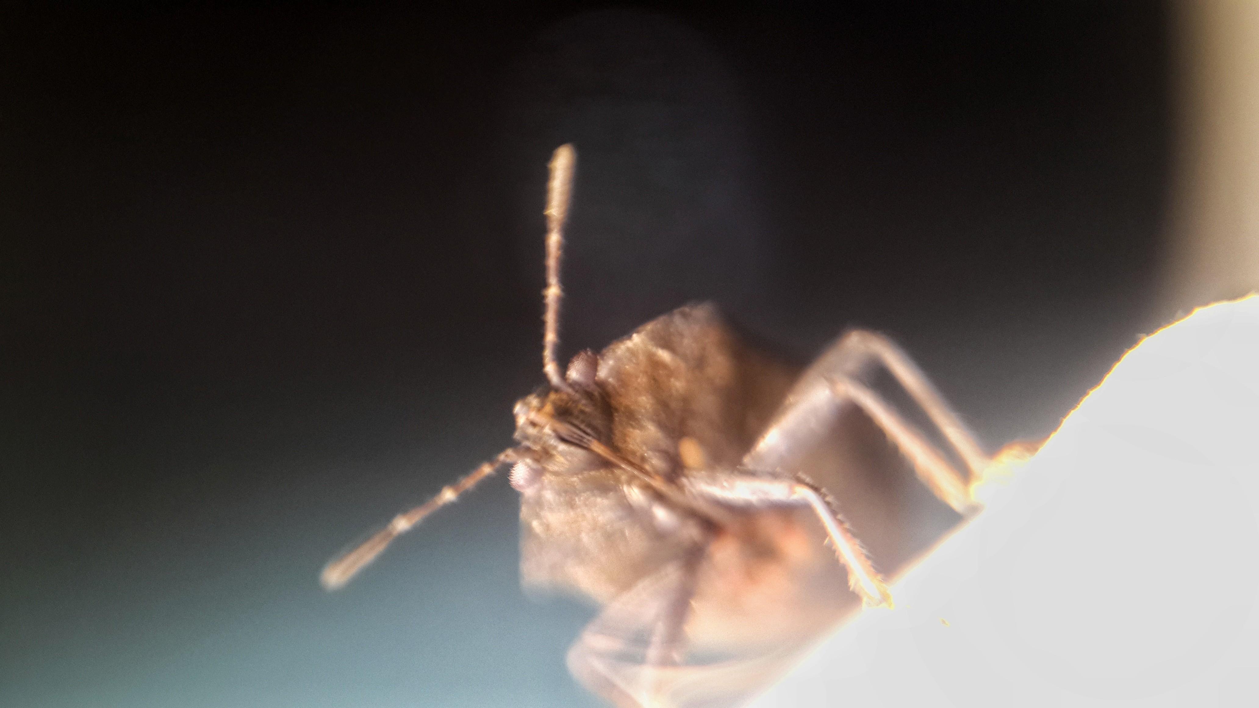 Lembing Hitam Hama Wereng