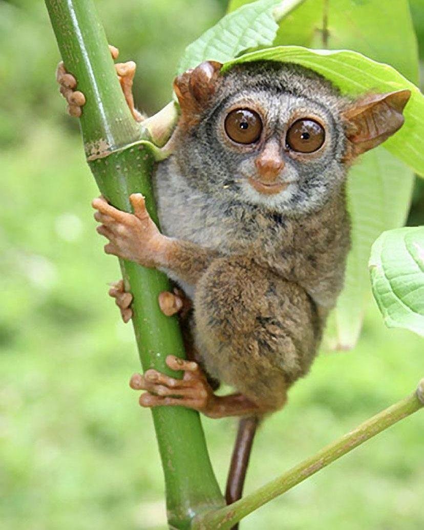 The world's smallest primates are in Indonesia — Steemkr