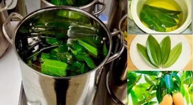 Image result for how to prepare mango leaves for diabetes