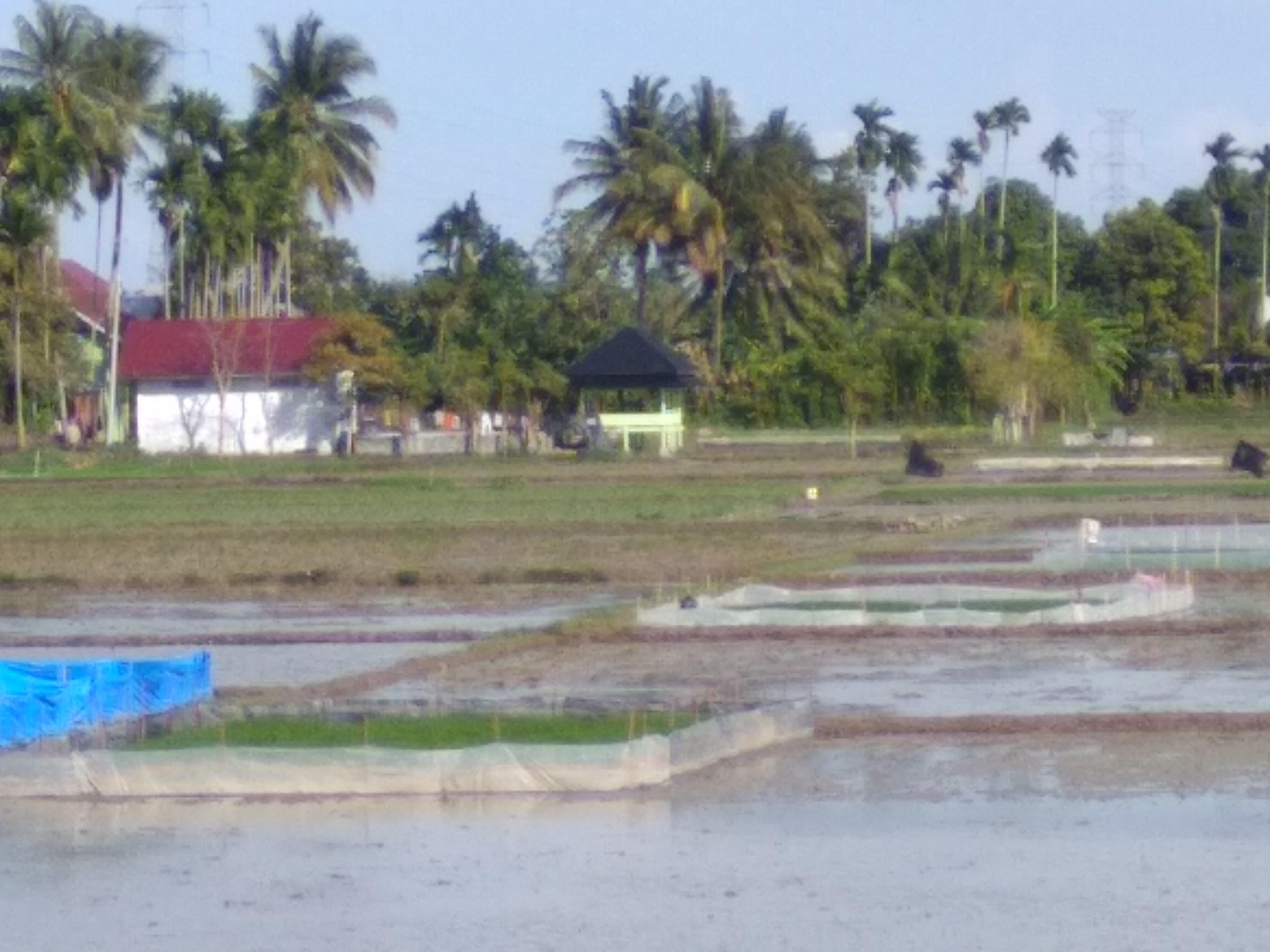 Kerbau Tidak Lagi Menjadi Alat Bajak Sawah