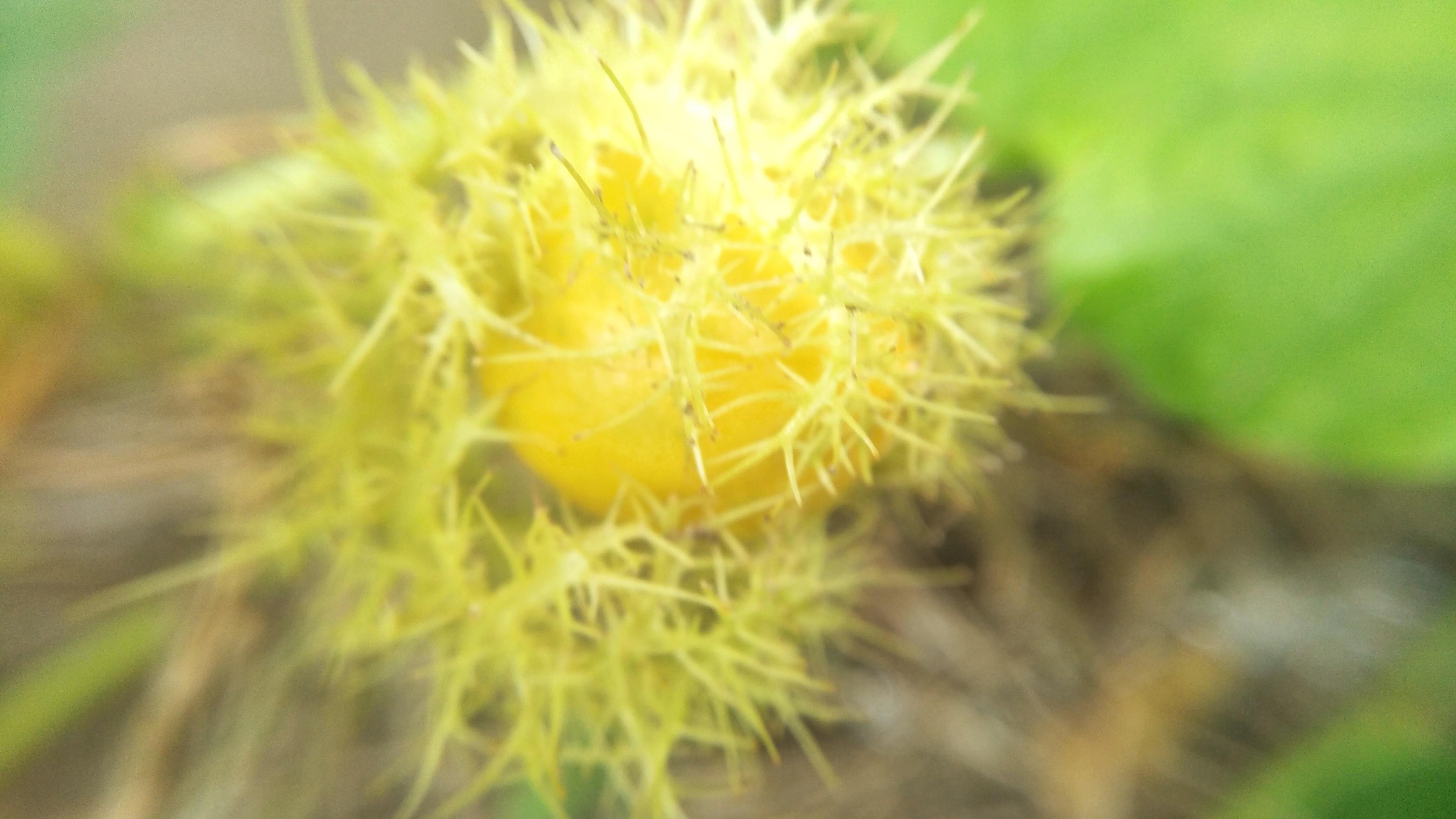 Buah Rambutan  Hutan   Steemit