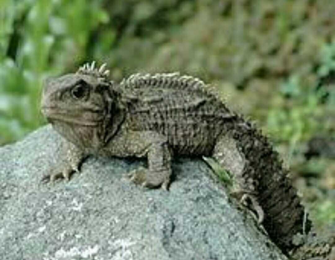 Hewan Purba Yang Masih Hidup