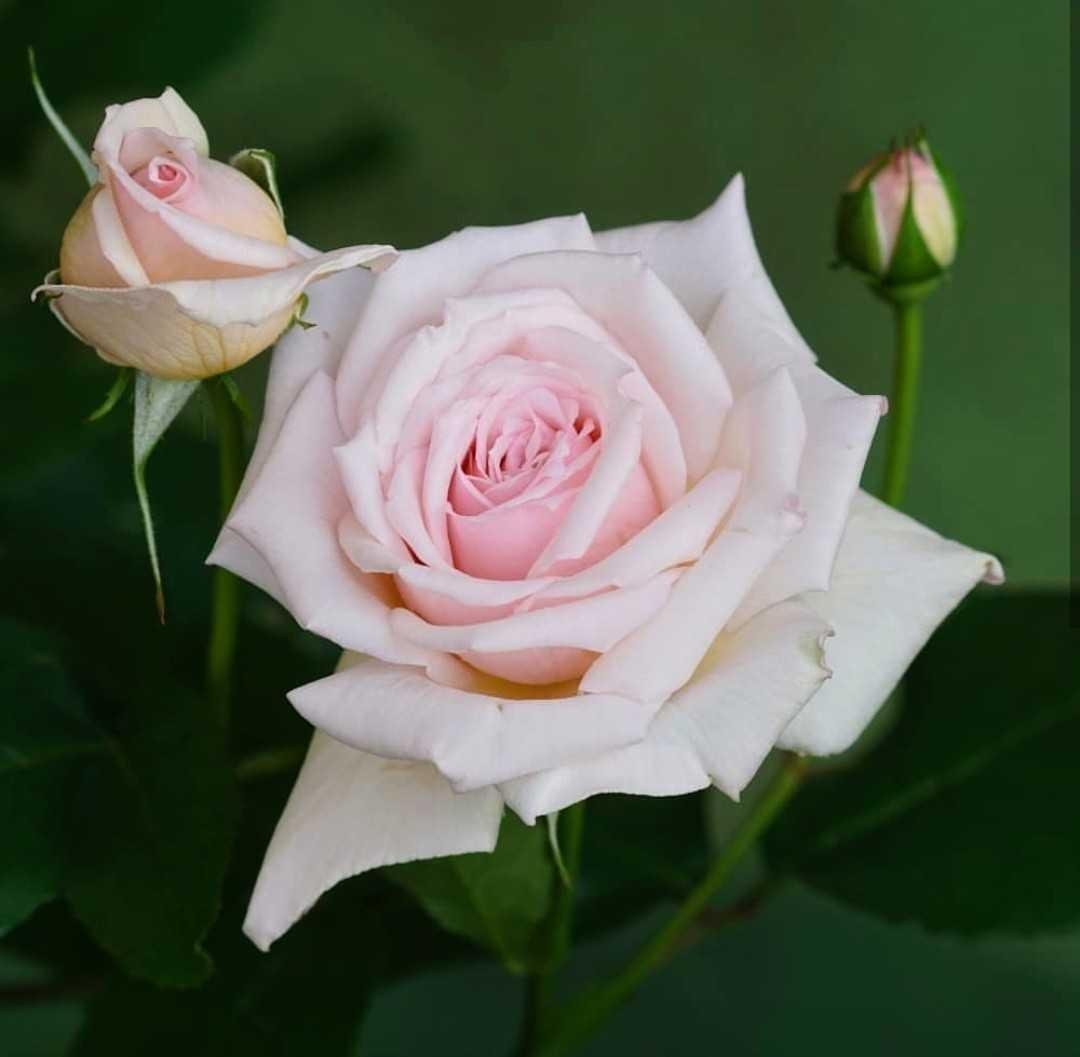  gambar bunga mawar putih yang indah 