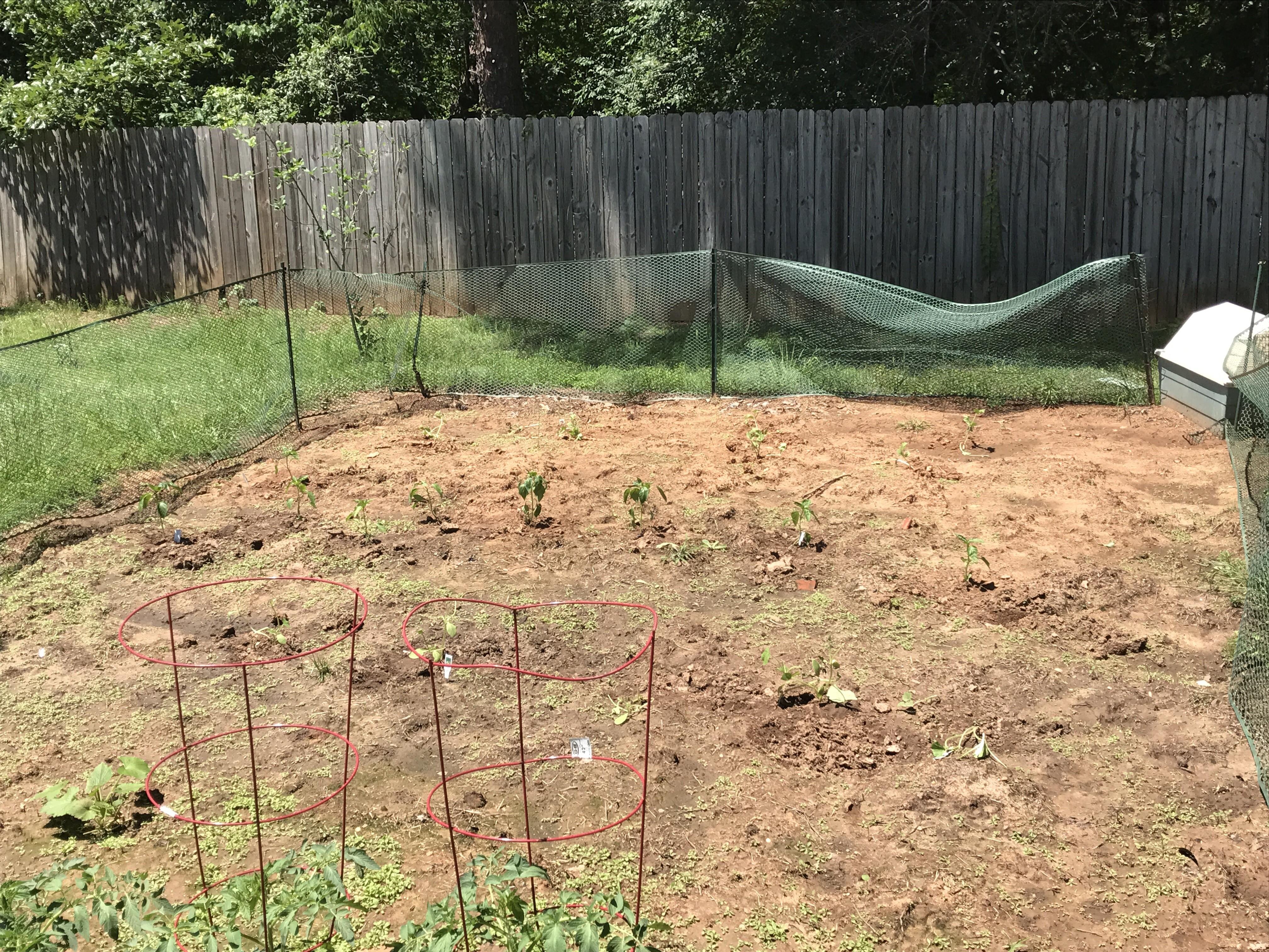 Organic Farming And 3 Sisters Indian Style Farming