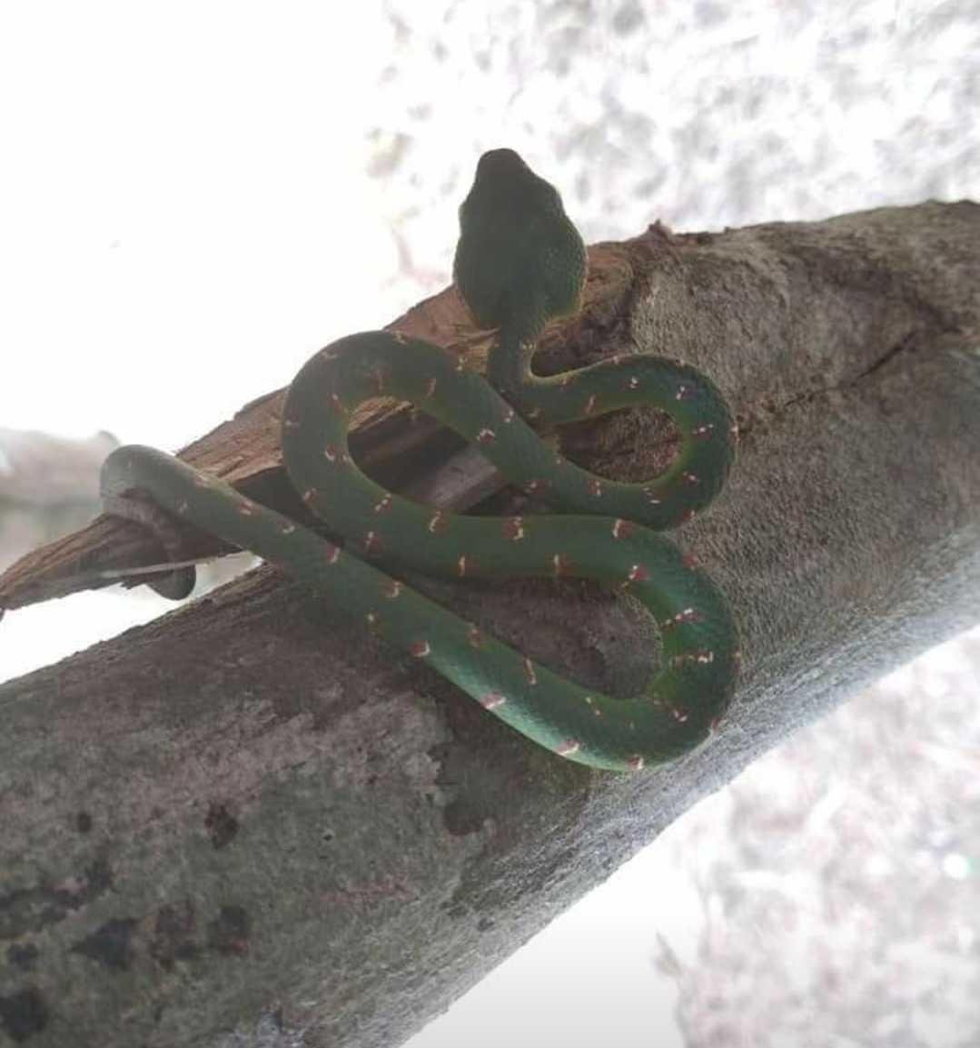 Green Viper Red Snake Ular Hijau Ekor Merah Berbisa