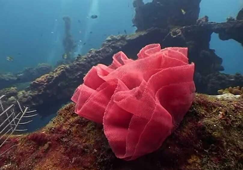 Flowers That Grow Inside The Deep Ocean Steemkr