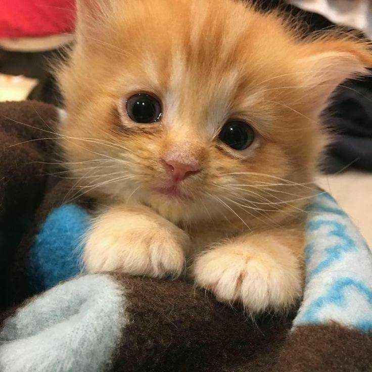 Foto Anak Kucing Yang Lucu