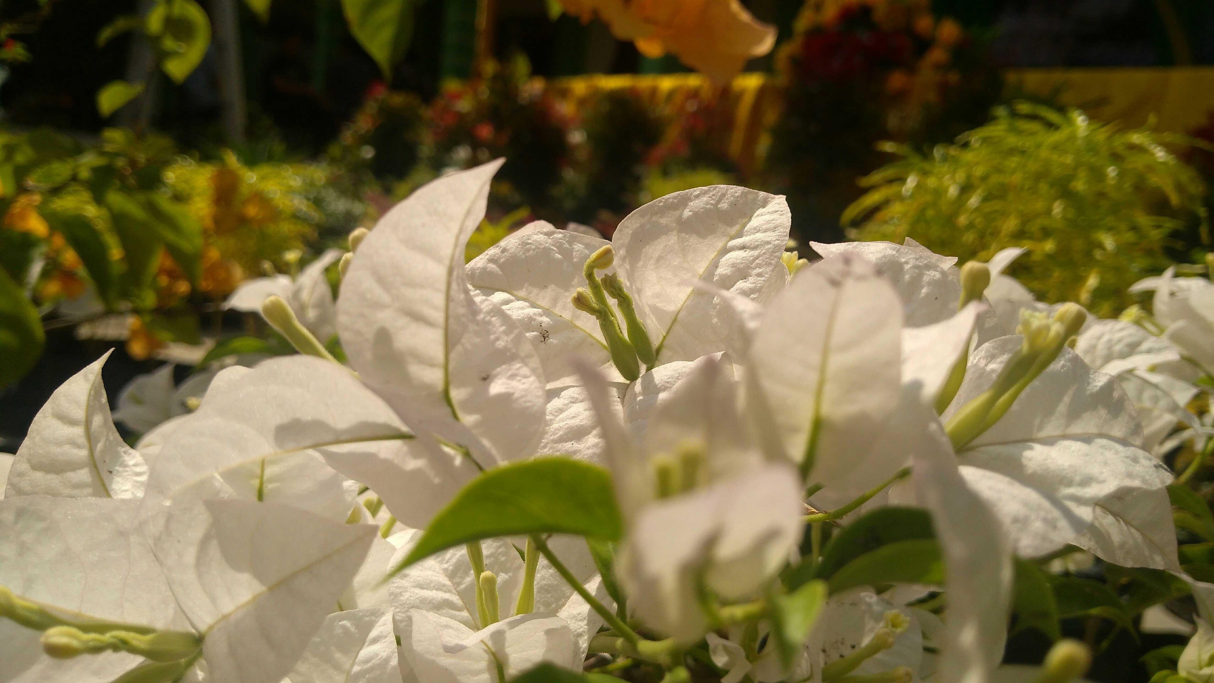 Paling Bagus 21 Gambar Bunga Kertas Putih  Gambar Bunga  