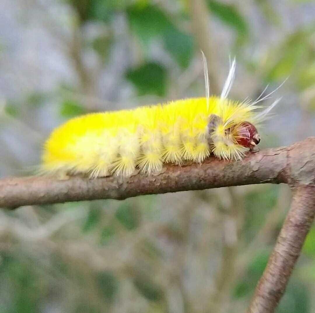 Beautiful Yellow Haired Caterpillar Share With You Mrdedi Steemkr