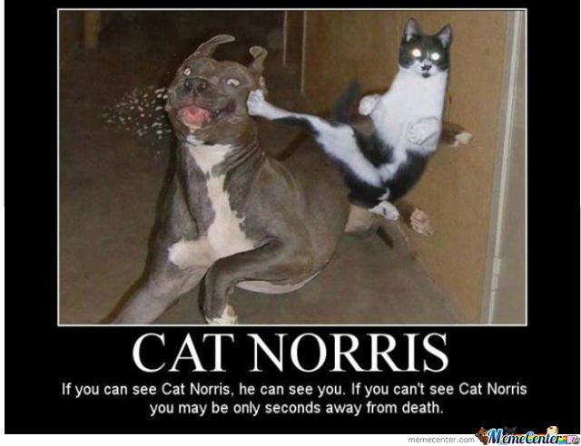 Some Of The Most Amazing Cat Memes Out There Cat On Control