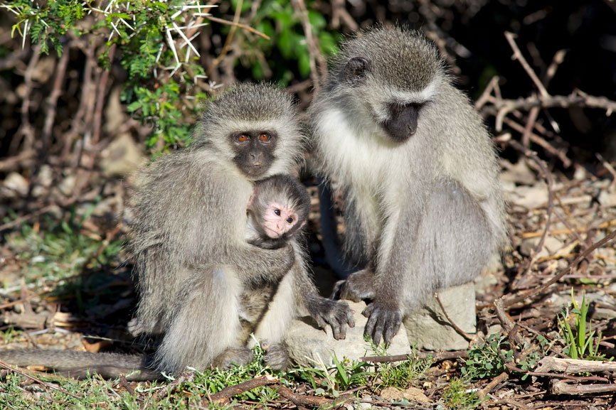 Vervet monkeys in their natural habitat here on the south Cape coast of Africa